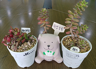 탄생 천냥금/다육이 심기